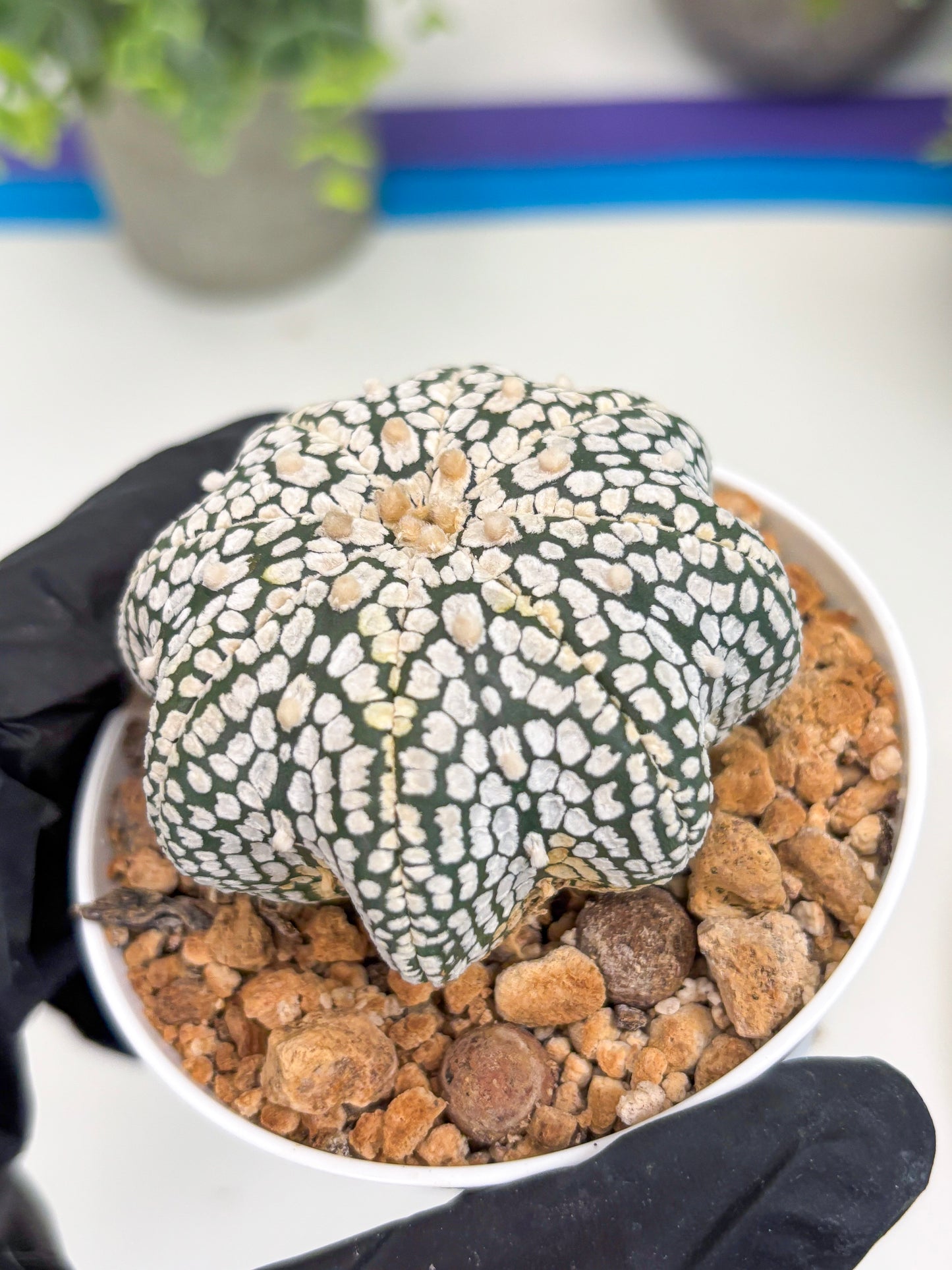 Astrophytum Star Shape (t3) (b4) | 3" Pot