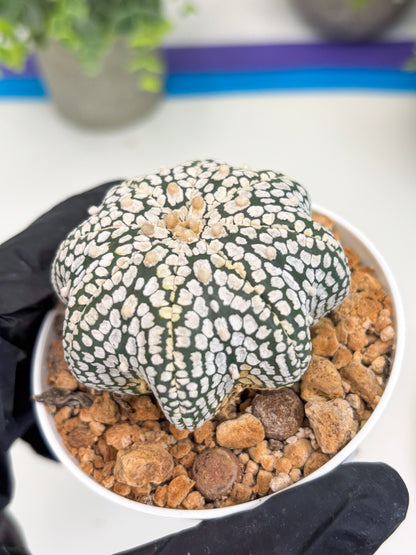 Astrophytum Star Shape (t3) (b4) | 3" Pot
