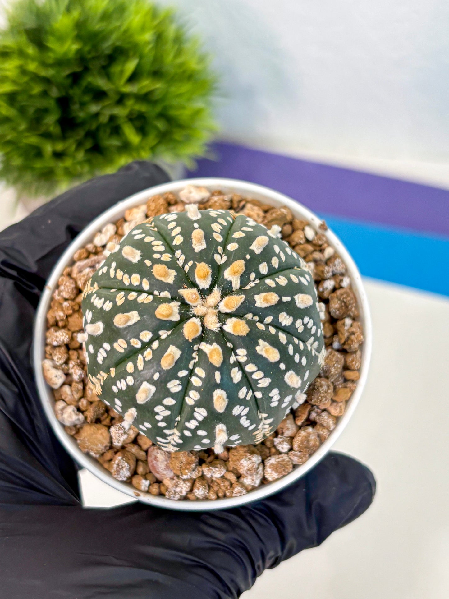 Astrophytum Super Kabuto (at1) (02) | Collection Plant | Rare Cactus