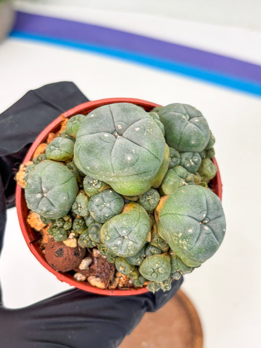 Spineless Cactus (Lo2) (r1) | For Advanced Growers