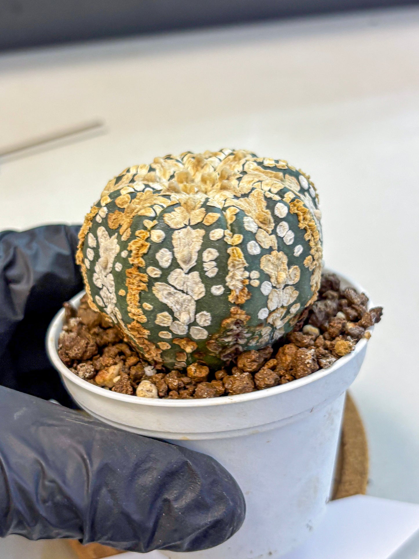 Astrophytum V Type (at4) (03) | Star Cactus