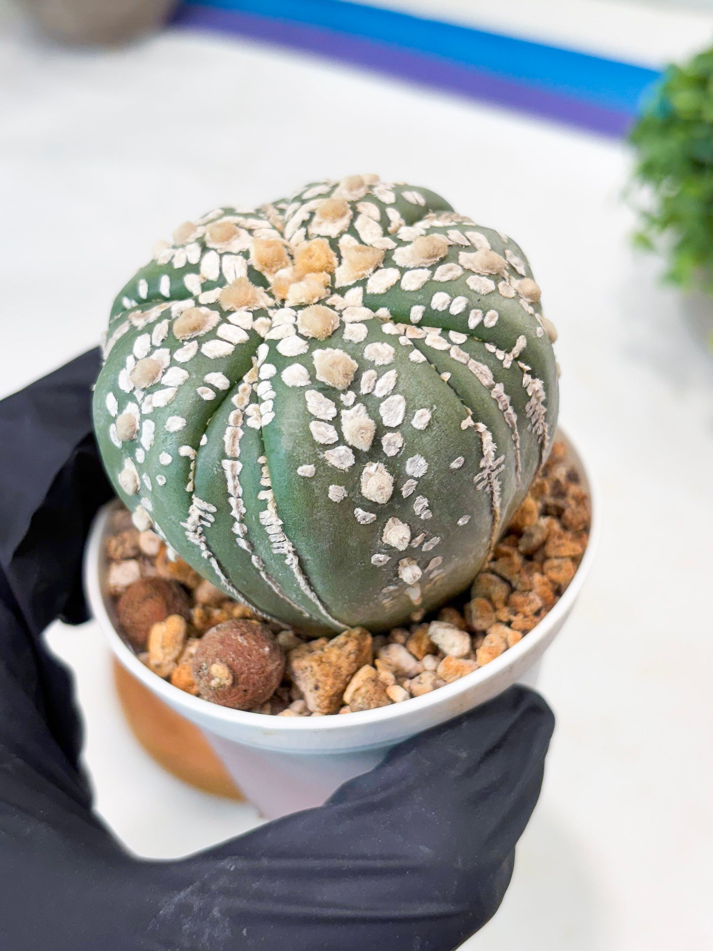 Astrophytum 5-Rib (t10) (b2) | Imported From Japan/korea