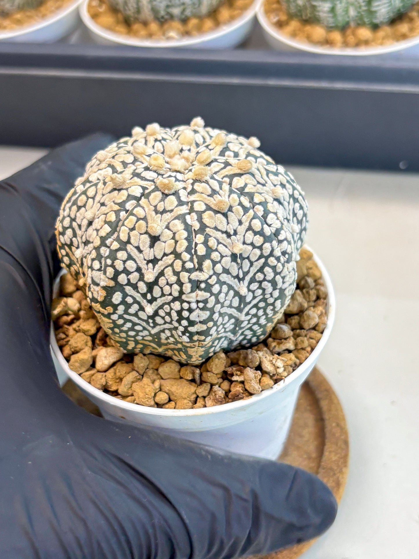 Astrophytum V-Type (at5) (b3) | Star Cactus