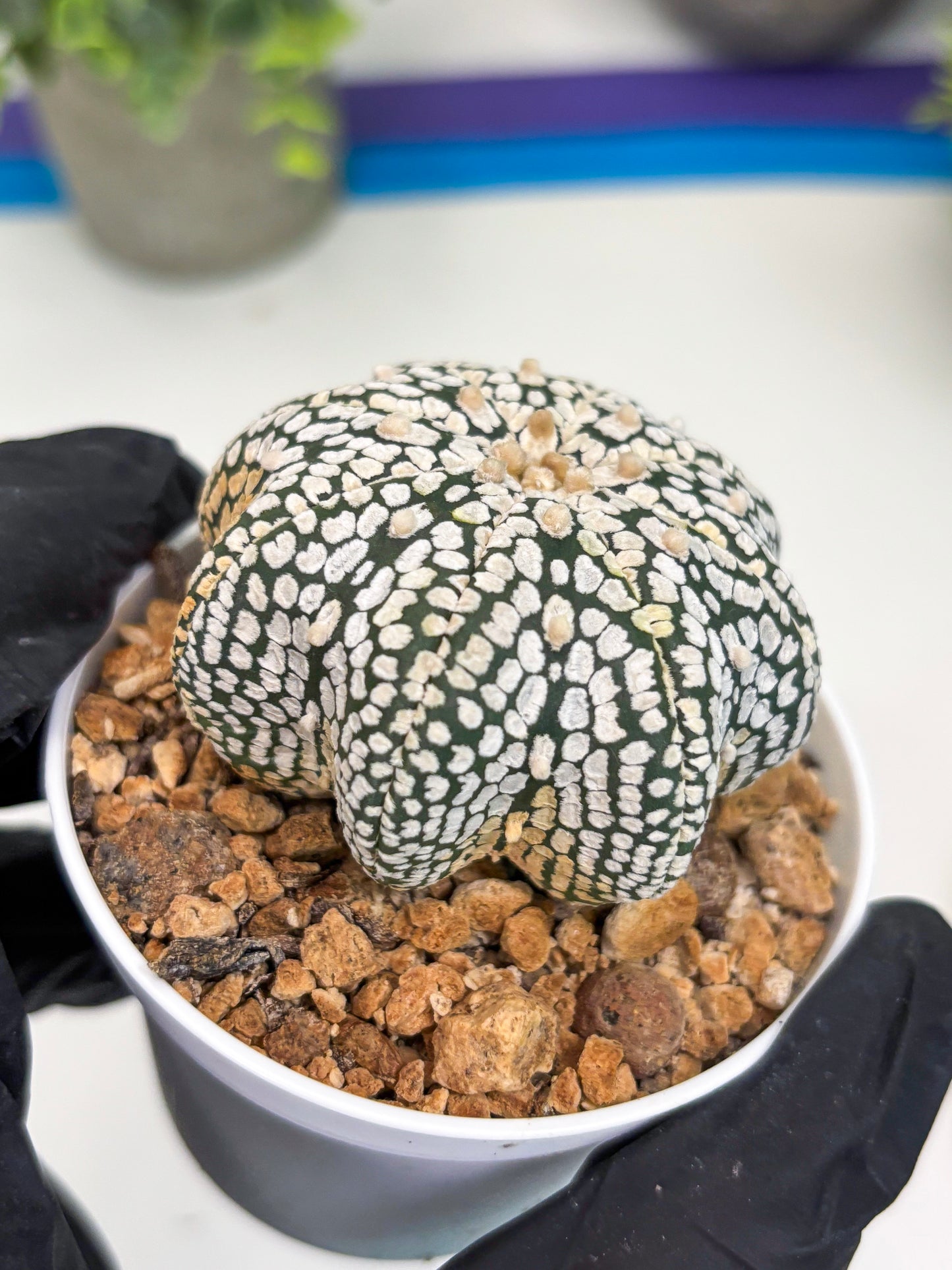 Astrophytum Star Shape (t3) (b4) | 3" Pot