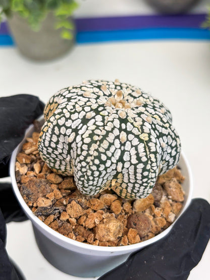 Astrophytum Star Shape (t3) (b4) | 3" Pot