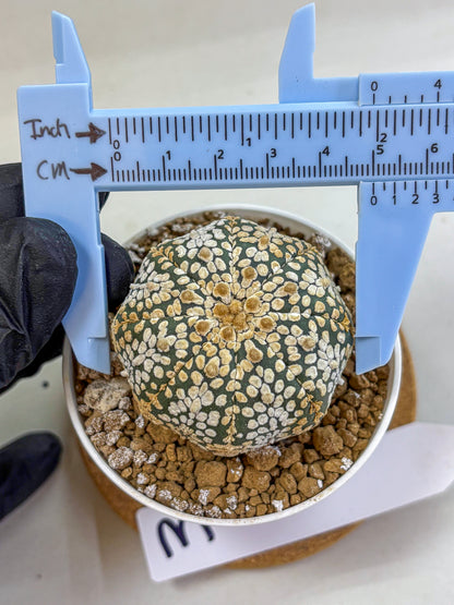 Astrophytum Super Kabuto (at1) (03) | Collection Plant | Rare Cactus