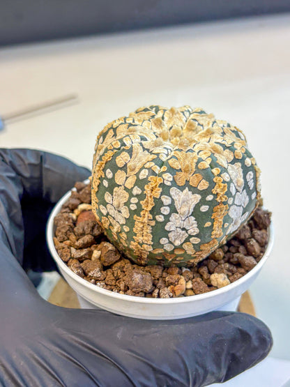 Astrophytum V Type (at4) (03) | Star Cactus