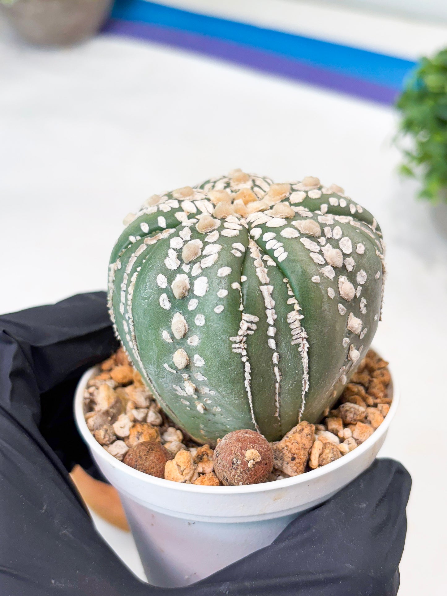 Astrophytum 5-Rib (t10) (b2) | Imported From Japan/korea