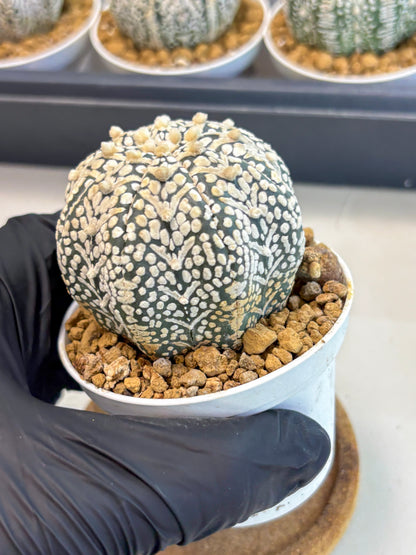 Astrophytum V-Type (at5) (b3) | Star Cactus