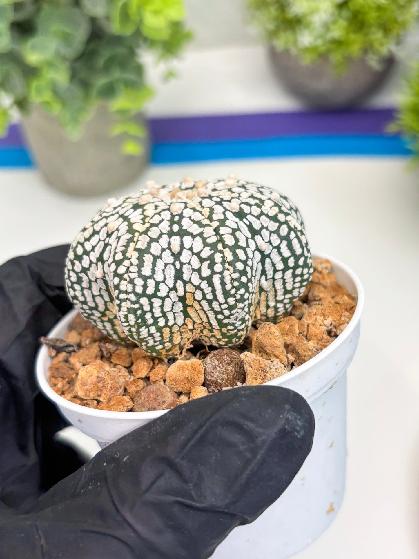 Astrophytum Star Shape (t3) (b4) | 3" Pot