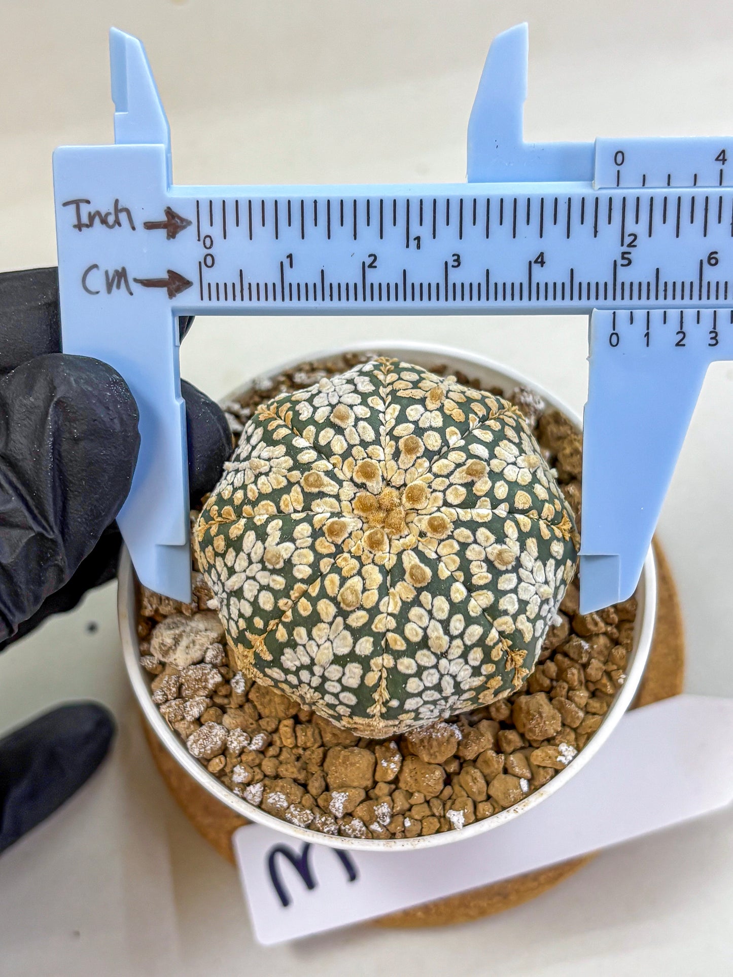 Astrophytum Super Kabuto (at1) (03) | Collection Plant | Rare Cactus