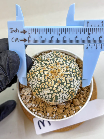 Astrophytum Super Kabuto (at1) (03) | Collection Plant | Rare Cactus