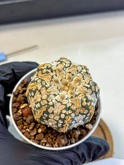 Astrophytum V Type (at4) (03) | Star Cactus