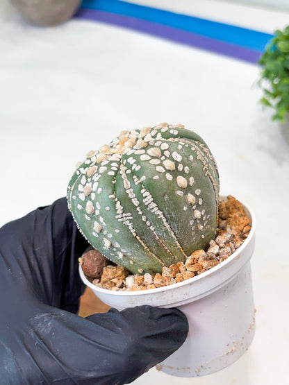 Astrophytum 5-Rib (t10) (b2) | Imported From Japan/korea