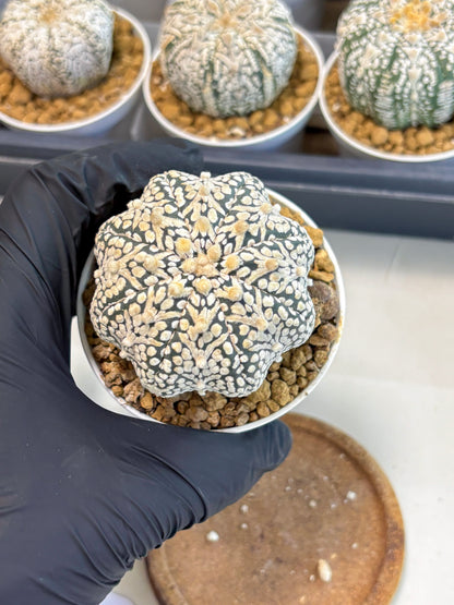 Astrophytum V-Type (at5) (b3) | Star Cactus
