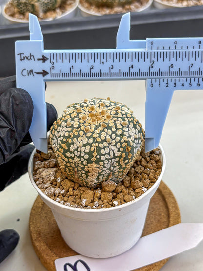 Astrophytum Super Kabuto (at1) (03) | Collection Plant | Rare Cactus