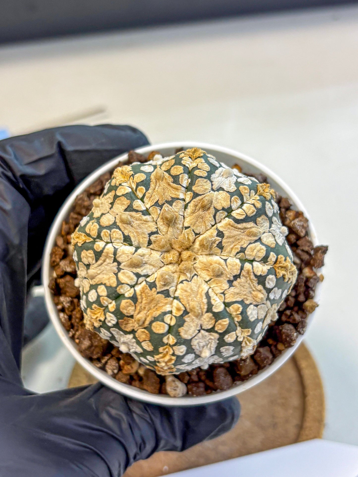 Astrophytum V Type (at4) (03) | Star Cactus