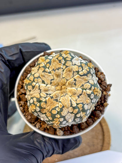 Astrophytum V Type (at4) (03) | Star Cactus