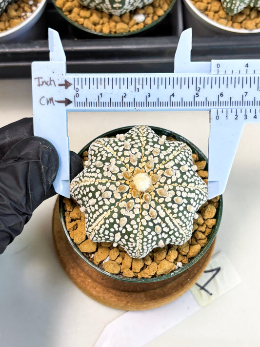 Astrophytum Star Shape (at2) (y1) | Rare Cactus