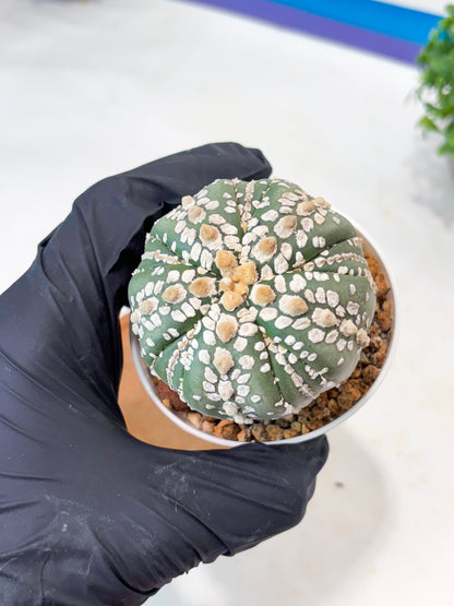 Astrophytum 5-Rib (t10) (b2) | Imported From Japan/korea