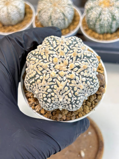 Astrophytum V-Type (at5) (b3) | Star Cactus