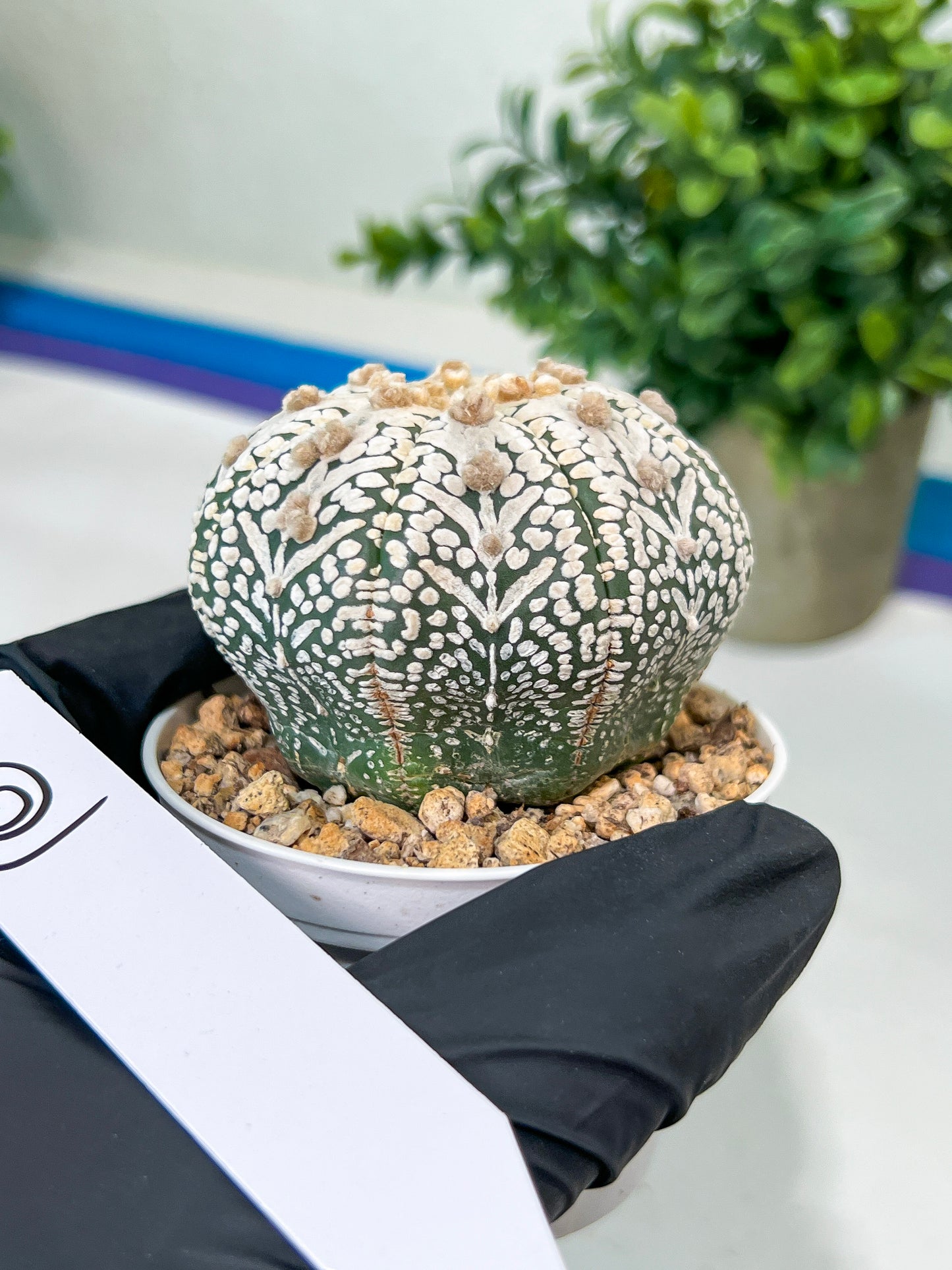 Astrophytum V-Type (#T3C) | Imported From Japan/korea | 3" Pot