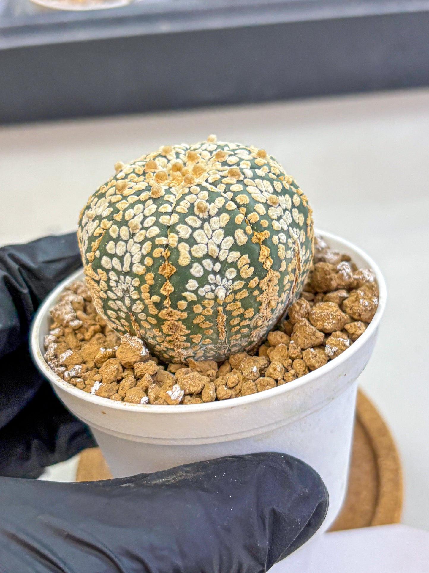 Astrophytum Super Kabuto (at1) (03) | Collection Plant | Rare Cactus