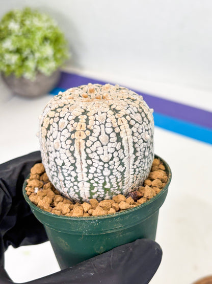 Astrophytum V-Type (at1) (p4) | Imported Cactus