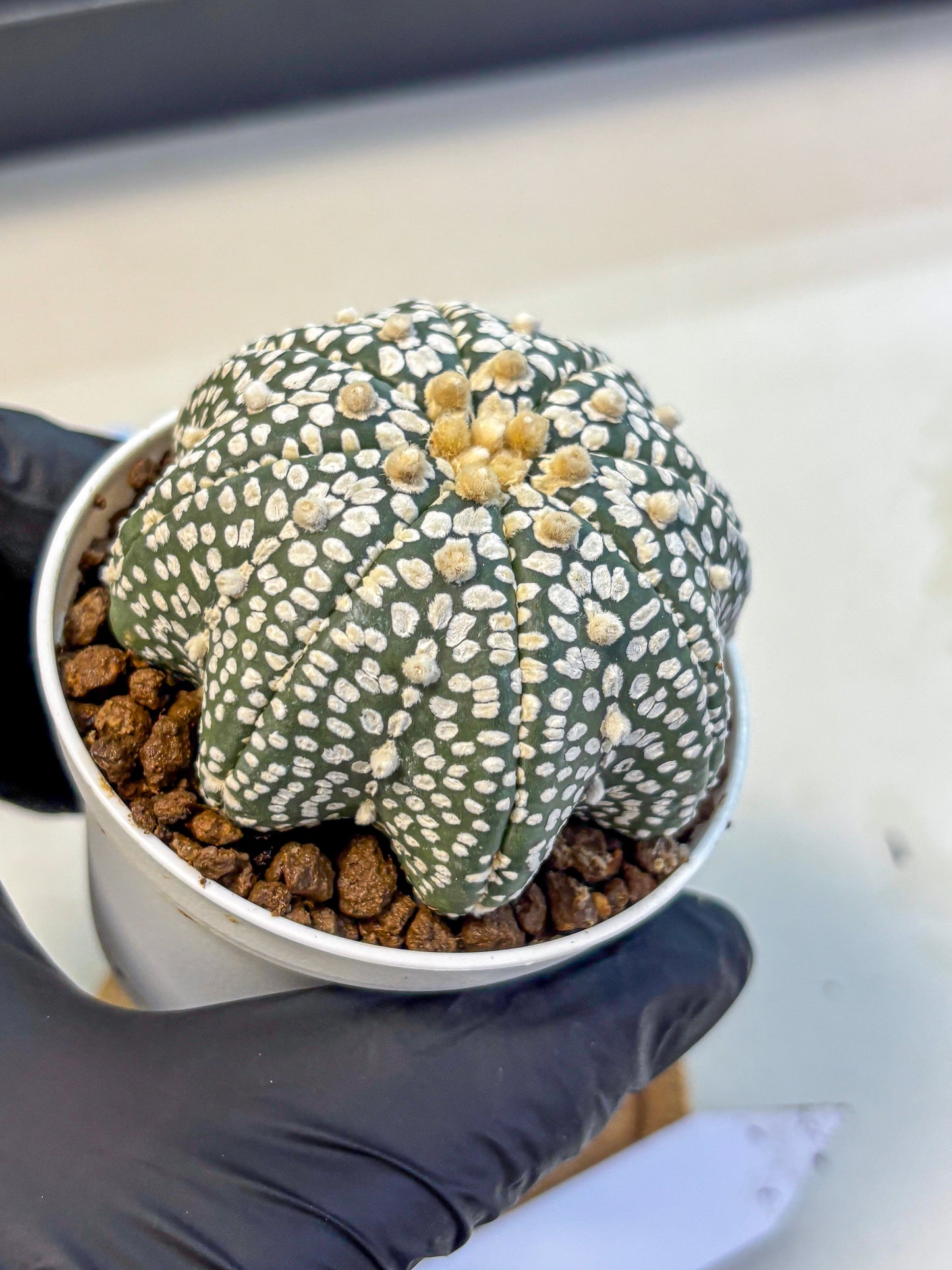 Astrophytum V Type (at5) (02) |  Sea urchin cactus