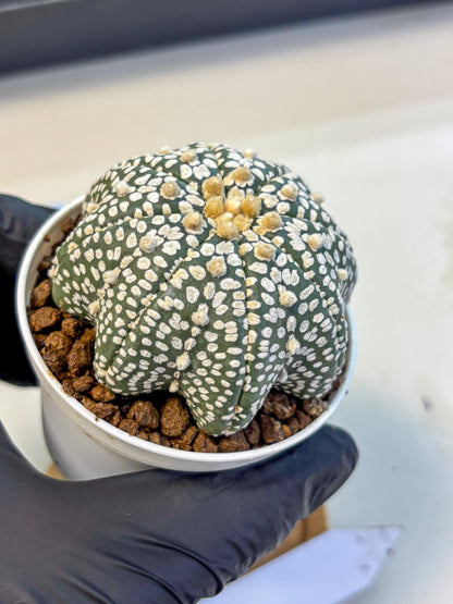 Astrophytum V Type (at5) (02) |  Sea urchin cactus