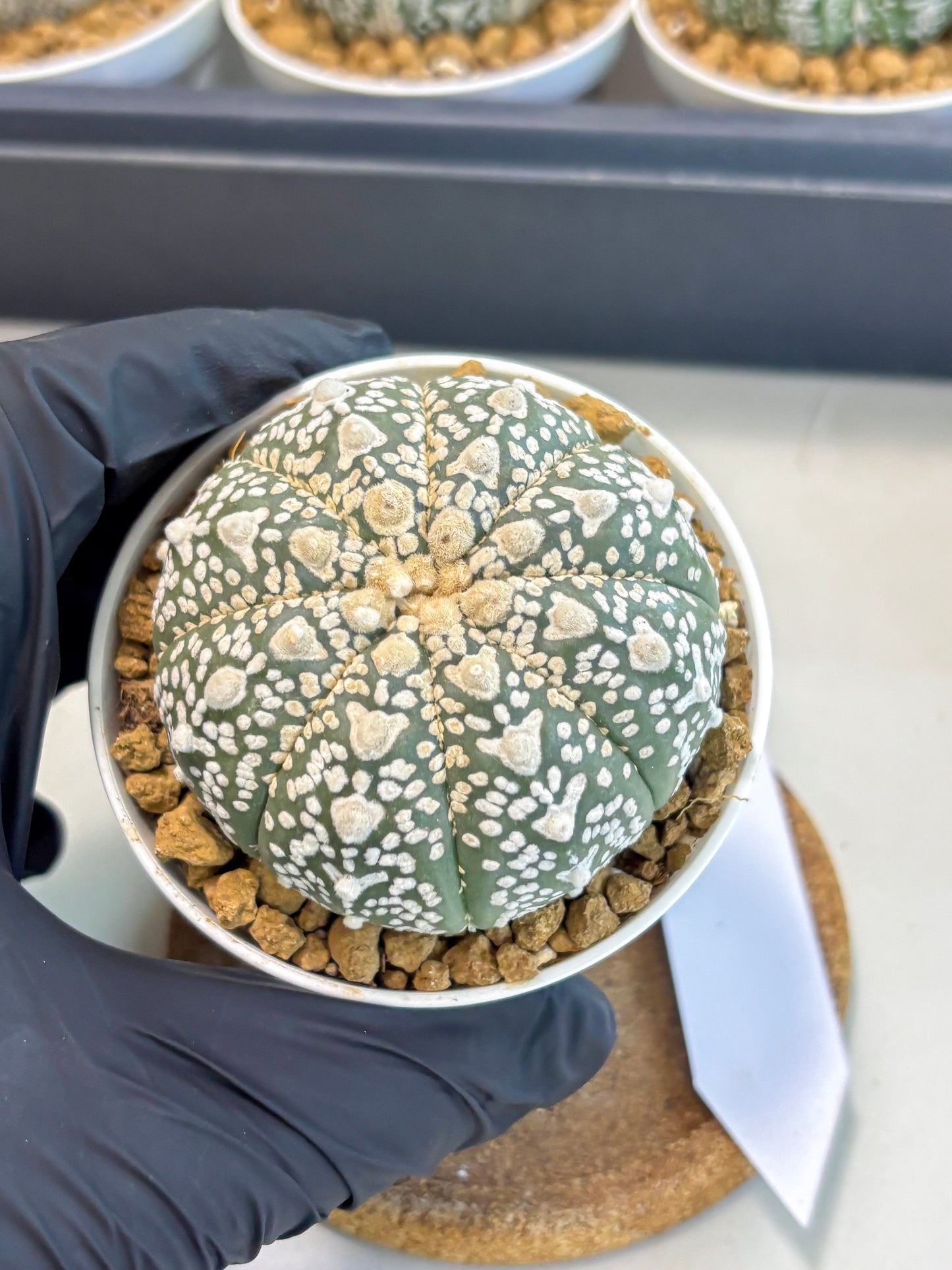 Astrophytum V-Type (at5) (p2) | Rare imported Plant