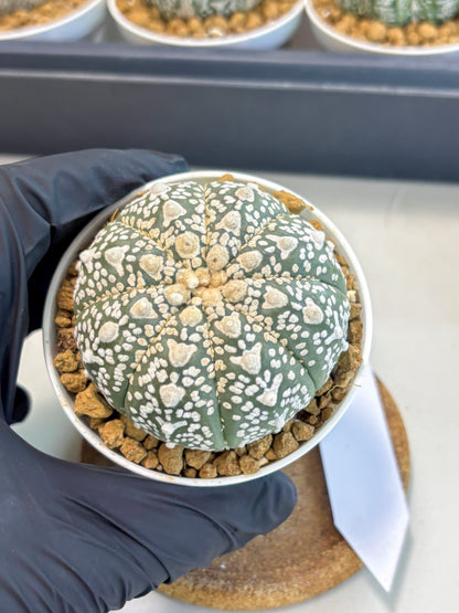 Astrophytum V-Type (at5) (p2) | Rare imported Plant