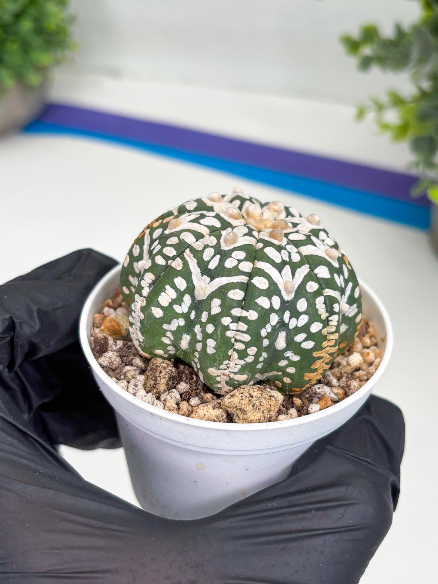 Astrophytum Super Kabuto V Type (T4) (b3) | Las Vegas Seller