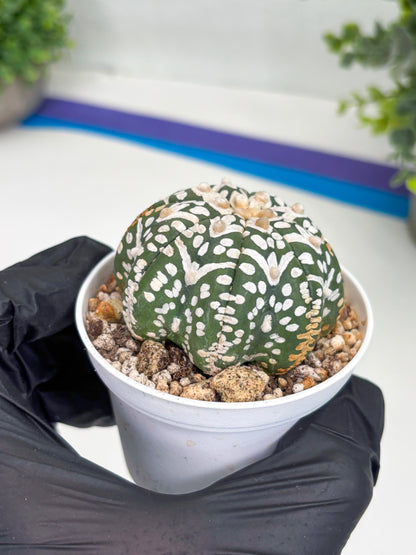 Astrophytum Super Kabuto V Type (T4) (b3) | Las Vegas Seller