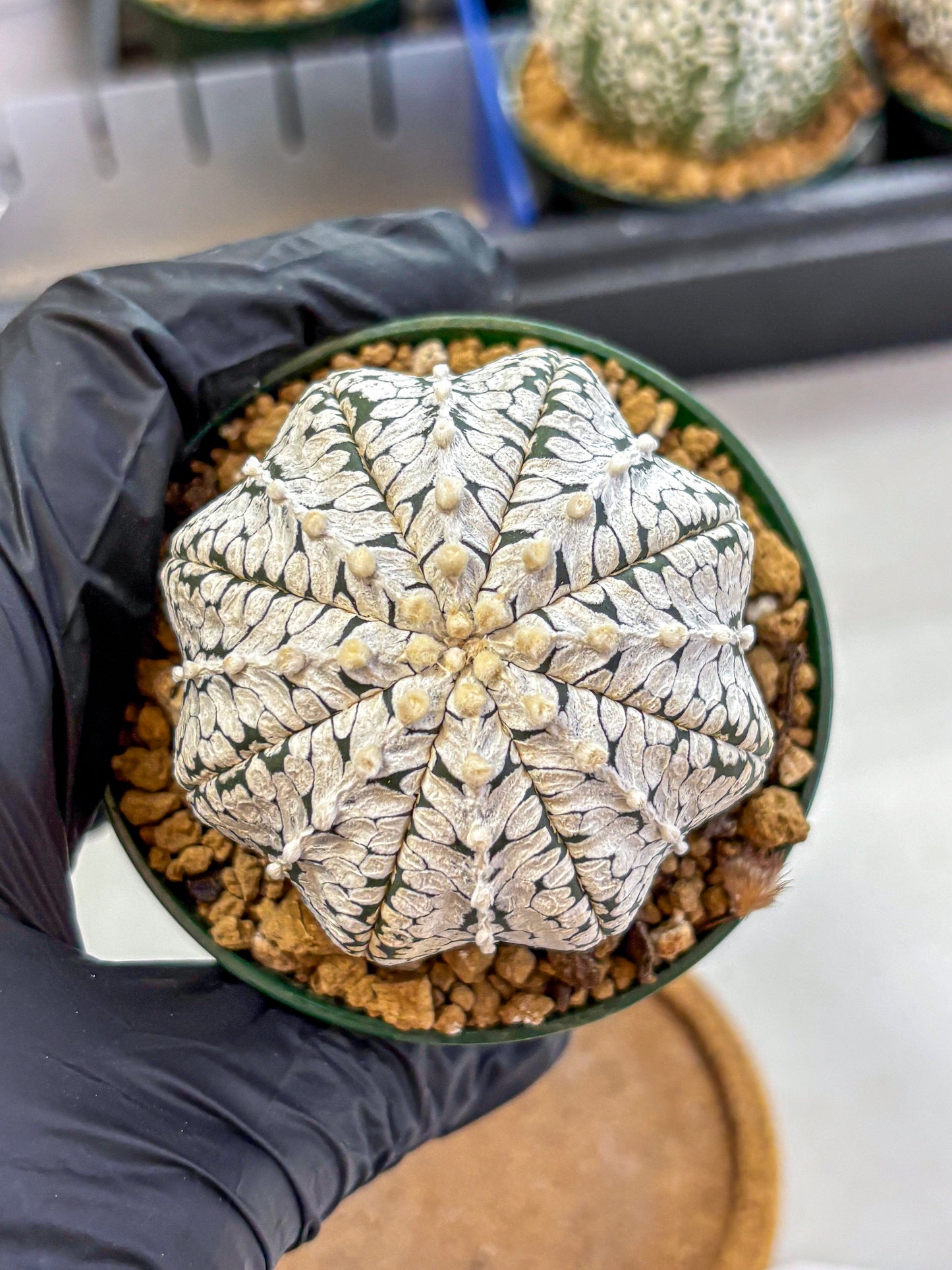 Astrophytum V Type (at2) (02) | Live Plant | Rare Collection