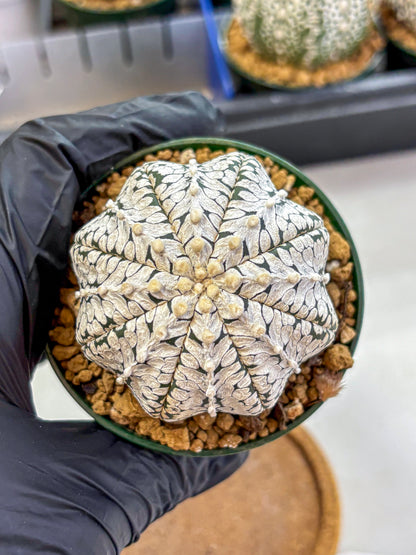 Astrophytum V Type (at2) (02) | Live Plant | Rare Collection