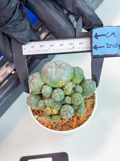 Spineless Cactus (Lo1) (p3) | For Advanced Growers