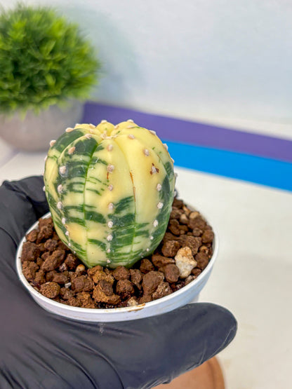 Astrophytum Variegated (at9) (02) | Rare Plant | Live Cactus