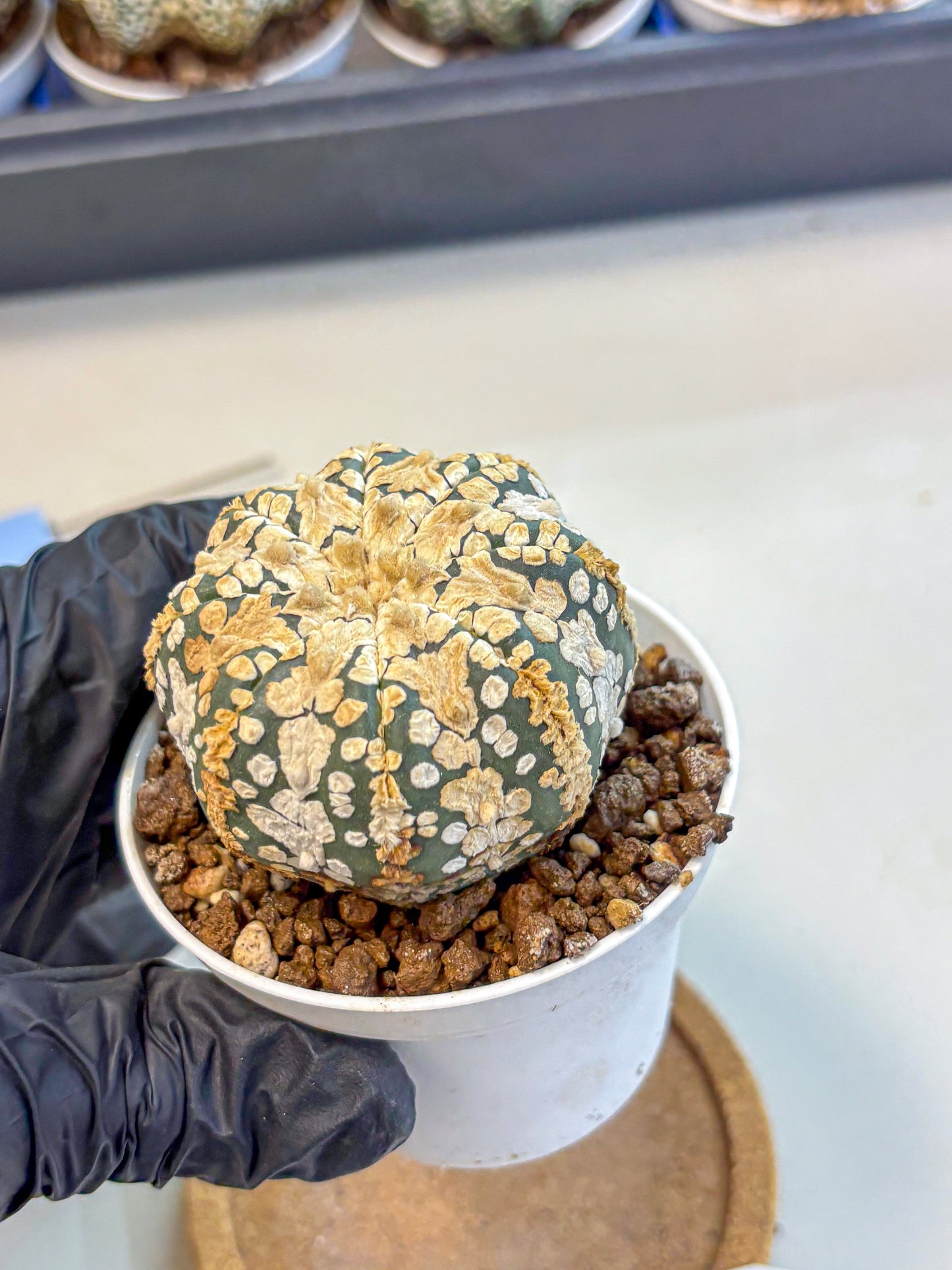 Astrophytum V Type (at4) (03) | Star Cactus