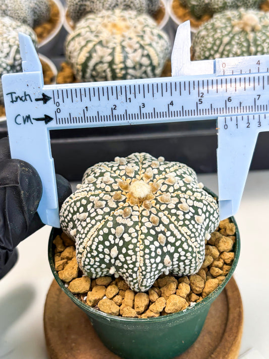 Astrophytum Star Shape (at2) (y1) | Rare Cactus