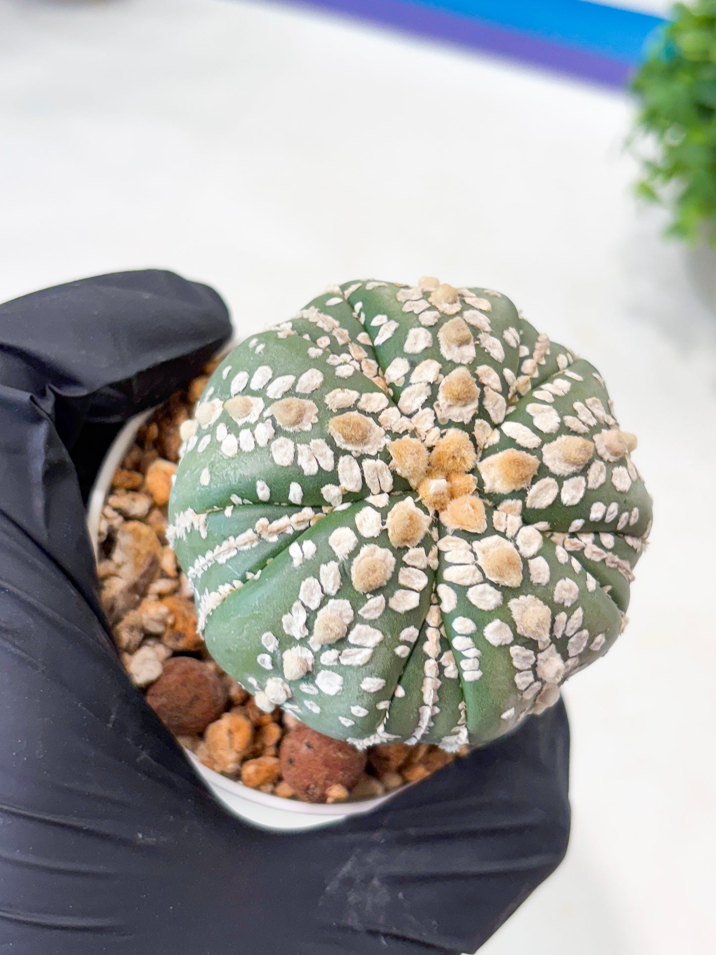 Astrophytum 5-Rib (t10) (b2) | Imported From Japan/korea