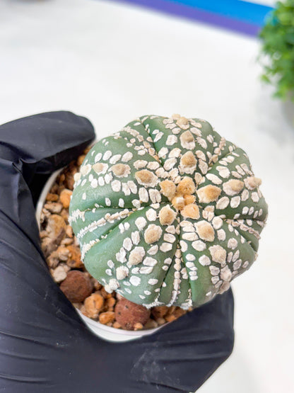 Astrophytum 5-Rib (t10) (b2) | Imported From Japan/korea