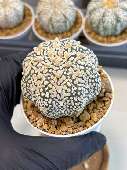 Astrophytum V-Type (at5) (b3) | Star Cactus
