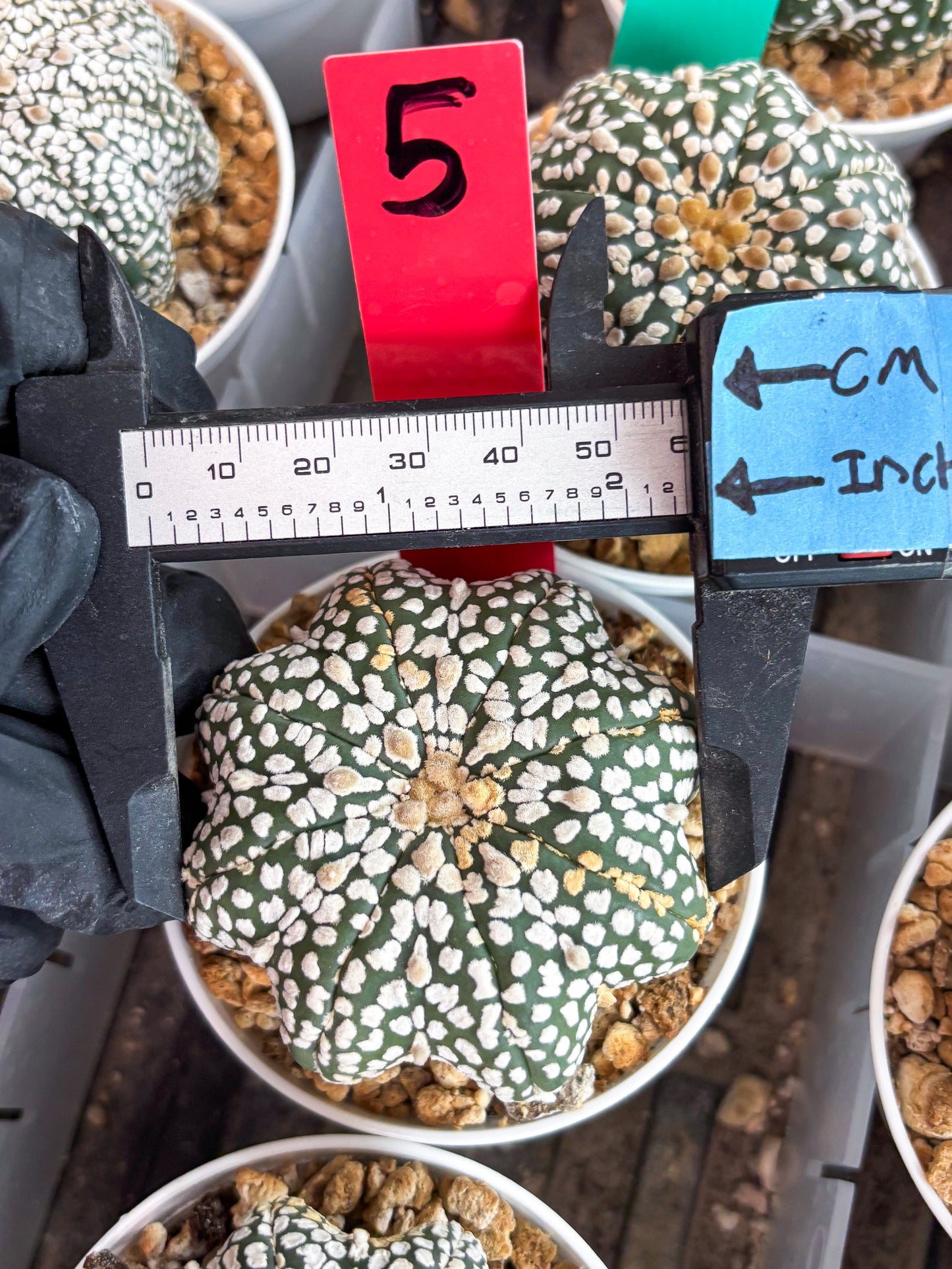 Astrophytum Star Shape (t3) (b5) | 3" Pot
