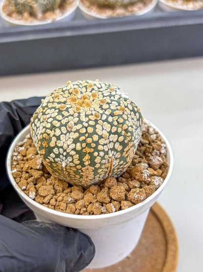 Astrophytum Super Kabuto (at1) (03) | Collection Plant | Rare Cactus