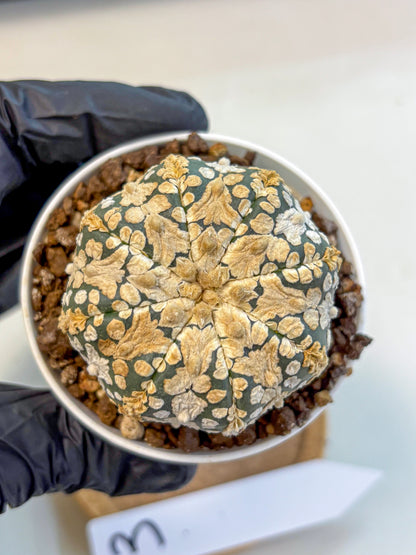 Astrophytum V Type (at4) (03) | Star Cactus