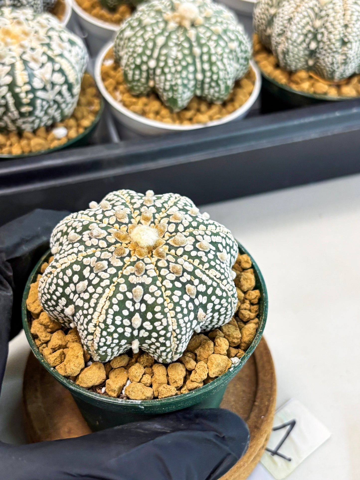 Astrophytum Star Shape (at2) (y1) | Rare Cactus