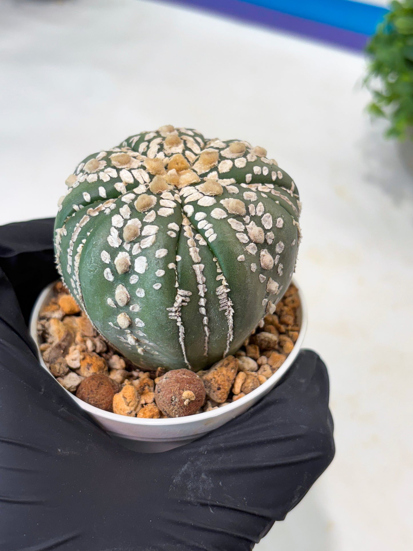 Astrophytum 5-Rib (t10) (b2) | Imported From Japan/korea