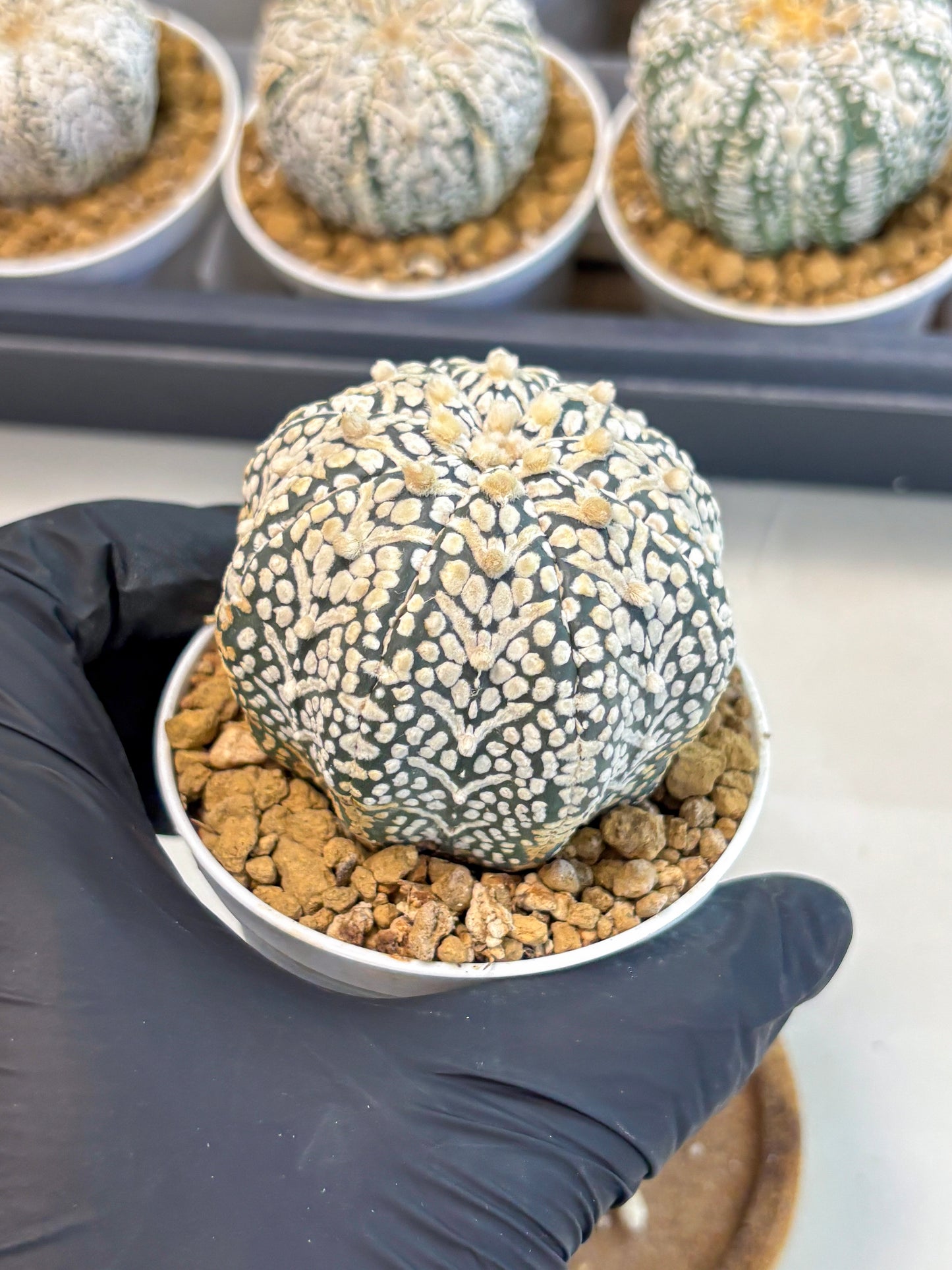 Astrophytum V-Type (at5) (b3) | Star Cactus