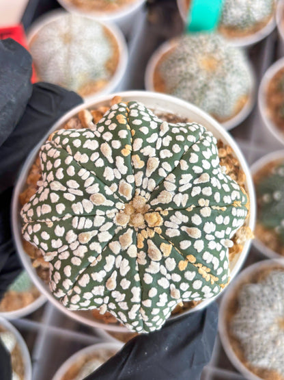 Astrophytum Star Shape (t3) (b5) | 3" Pot